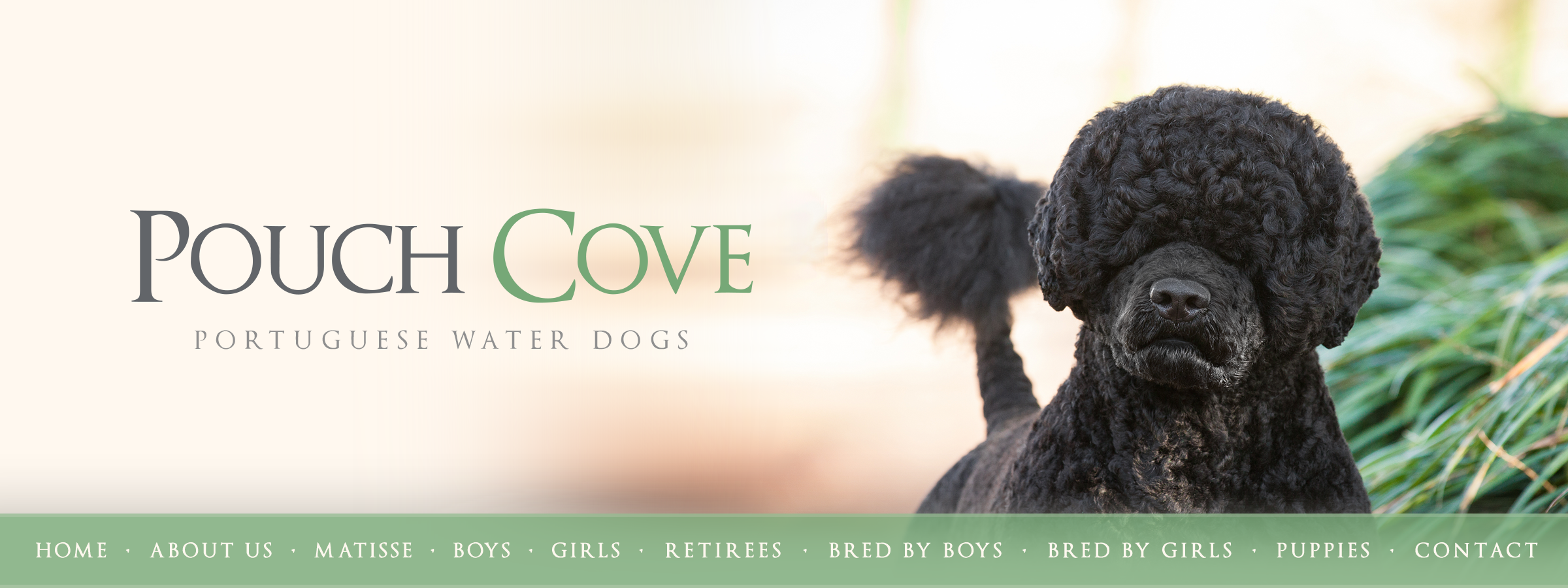 Pouch Cove Portuguese Water Dogs • Welcome2400 x 900